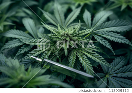 Cannabis leaves and homemade CBD oil 112039513