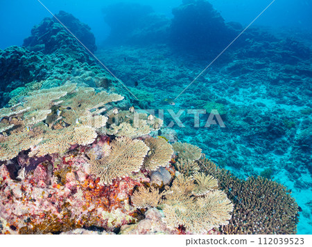 A cute young damselfish, a young damselfish (family Damselfidae) that lives in table coral. 112039523