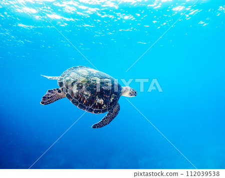 A beautiful and large green sea turtle (Sea Turtle family) swimming leisurely and divers. Nakanoura seawater, Shikinejima, Izu Islands, Tokyo A beautiful and large green sea turtle (Sea Turtle family) swimming leisurely and divers. Nakanoura seawater, Shikinejima, Izu Islands, Tokyo 112039538