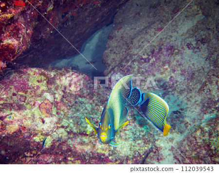 Beautiful and large Sazanami yakko, Tatejima Kinchakudai (Family: Nectaridae). Tokyo, Izu Islands-style Nejima, Naka 112039543