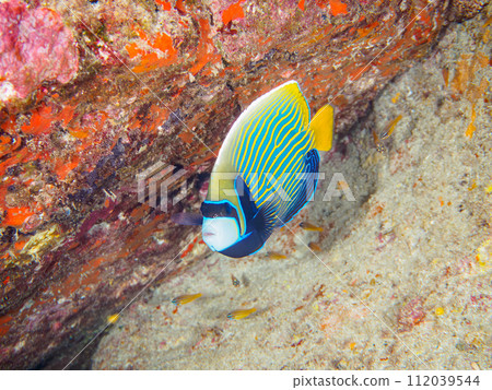 Beautiful and large vertebrate goldenrod (Family: Nectaridae). At Nakanoura Beach, Shikinejima, Izu Islands, Tokyo 112039544