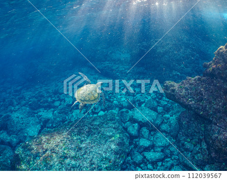 一隻美麗又大的綠海龜(海龜科)悠閒地游泳。位於東京伊豆群島式根島的中之浦海灘。 一隻美麗又大的綠海龜(海龜科)悠閒地游泳。位於東京伊豆群島式根島的中之浦海灘。 112039567