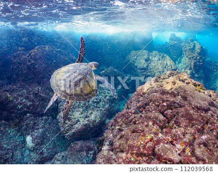 A beautiful and large green sea turtle (family Sea Turtle) swimming leisurely. At Nakanoura Beach, Shikinejima, Izu Islands, Tokyo. 112039568