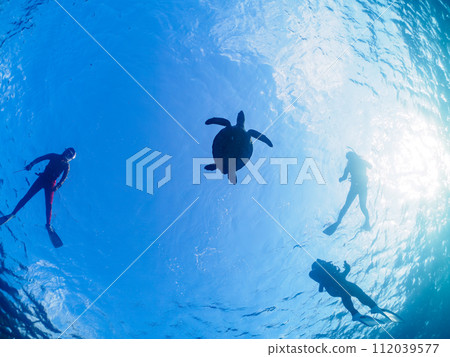 A beautiful and large green sea turtle (Sea Turtle family) swimming leisurely and divers. Nakanoura seawater, Shikinejima, Izu Islands, Tokyo 112039577