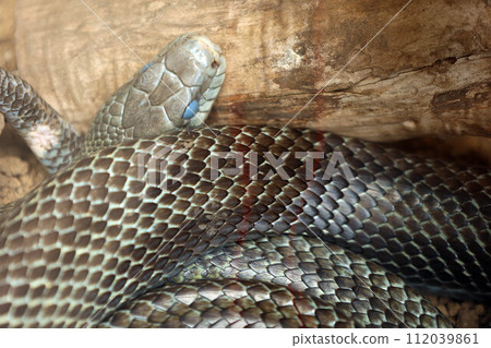 Close-up of a coiled blue general snake 112039861