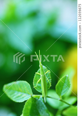 green grasshopper perching on a rose leaf green grasshopper perching on a rose leaf 112039875