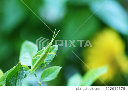 green grasshopper perching on a rose leaf 112039876