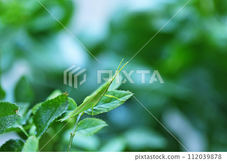 green grasshopper perching on a rose leaf 112039878