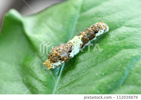 Swallowtail caterpillar eating lemon leaves Swallowtail caterpillar eating lemon leaves 112039879