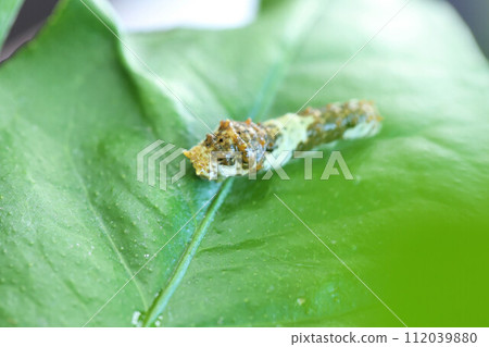 Swallowtail caterpillar eating lemon leaves 112039880