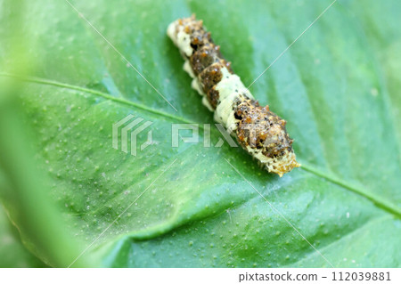 Swallowtail caterpillar eating lemon leaves Swallowtail caterpillar eating lemon leaves 112039881
