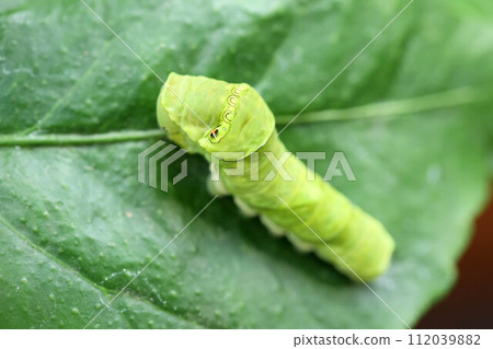 吃檸檬葉的燕尾毛毛蟲 112039882