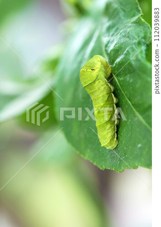 吃檸檬葉的燕尾毛毛蟲 112039883