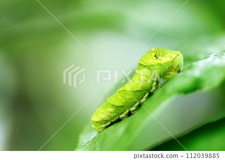 吃檸檬葉的燕尾毛毛蟲 112039885