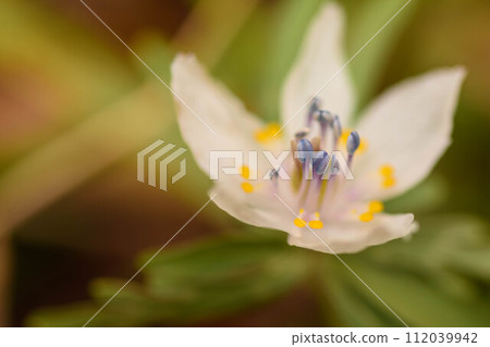 Early spring flower Setsubungusa Early spring flower Setsubungusa 112039942