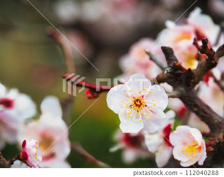 Plum tree with white flowers 112040288