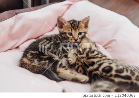 Close-up little bengal kittens on the cat's pillow Close-up little bengal kittens on the cat's pillow 112040362