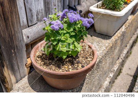 花園裡的盆栽植物-巨型杜鵑薊 花園裡的盆栽植物-巨型杜鵑薊 112040496