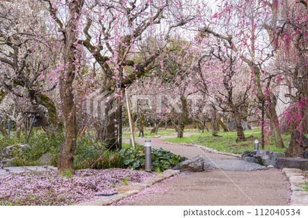早春的京都 北野天滿宮梅園“花庭” 早春的京都 北野天滿宮梅園“花庭” 112040534