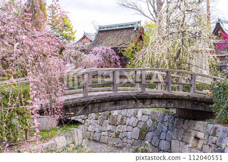 早春的京都、北野天滿宮、梅園「花園」、御手洗川太鼓橋 112040551