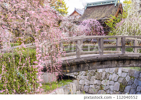 早春的京都、北野天滿宮、梅園「花園」、御手洗川太鼓橋 早春的京都、北野天滿宮、梅園「花園」、御手洗川太鼓橋 112040552