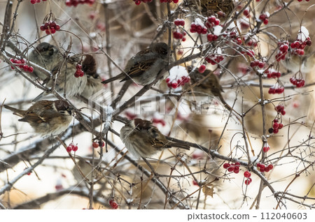 Photo project "Birds". Birds of Eastern Siberia. Sparrows (lat. Passer domesticus) sit on the branches of viburnum in winter. Close-up photo. 112040603