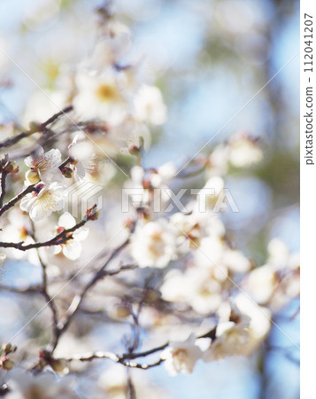 Plum blossoms telling the arrival of spring Plum blossoms telling the arrival of spring 112041207