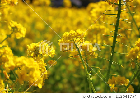 強姦開花 強姦開花 112041754