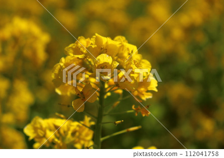 強姦開花 強姦開花 112041758