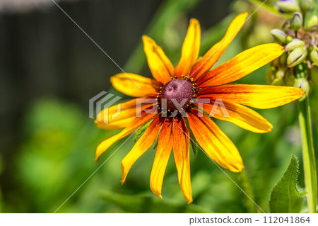 初夏色彩鮮豔的花朵～金光菊～ 112041864