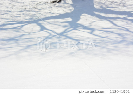 Tree shadow Tree shadow 112041901