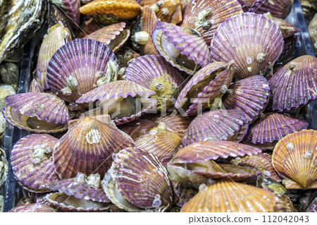Fresh giant clams lined up at a seafood market in South Korea Fresh giant clams lined up at a seafood market in South Korea 112042043