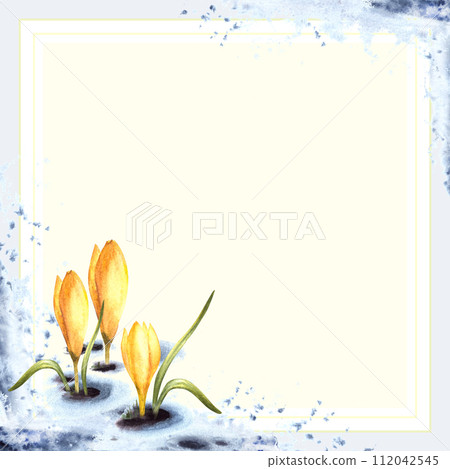 Watercolor painting spring primary flowers illustration Arrival of spring card template. Melting snow landscape blue snow, crocuses, yellow saffron plant sprouting through the snow Isolated background Watercolor painting spring primary flowers illustration Arrival of spring card template. Melting snow landscape blue snow, crocuses, yellow saffron plant sprouting through the snow Isolated background 112042545