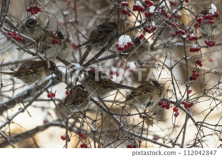 Photo project "Birds". Birds of Eastern Siberia. Sparrows (lat. Passer domesticus) on the branches of viburnum in winter. Close-up photo. 112042847