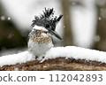 雪地裡找魚的木蟬 112042893