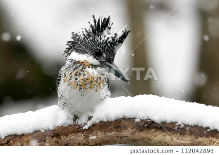 雪地裡找魚的木蟬 112042893