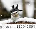 雪天的野蟬 112042894