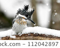雪地裡找魚的木蟬 112042897