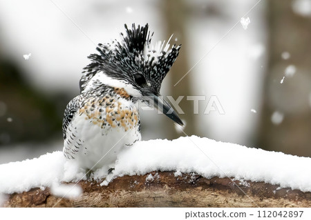 雪地裡找魚的木蟬 112042897