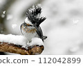 雪地裡找魚的木蟬 112042899
