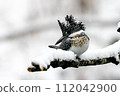 雪地裡找魚的木蟬 112042900