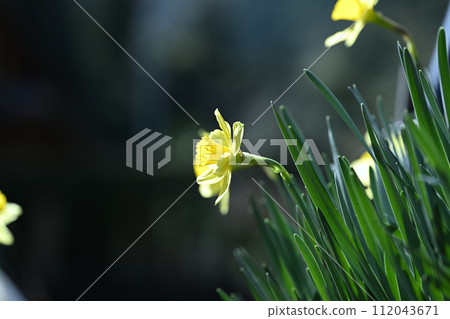 Daffodils Daffodils 112043671