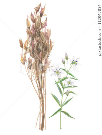 乾燥 Chijiri 和水彩畫的花朵 112043854
