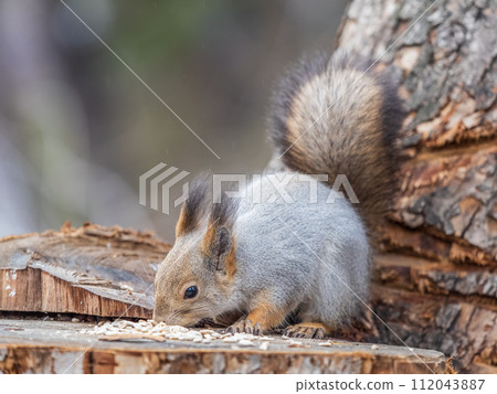 A squirrel sits on a stump and eats nuts in autumn. 112043887