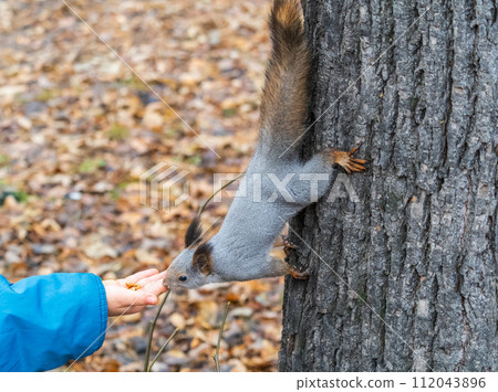 A squirrel in the autumn eats nuts from a human hand. Eurasian red squirrel, Sciurus vulgaris A squirrel in the autumn eats nuts from a human hand. Eurasian red squirrel, Sciurus vulgaris 112043896