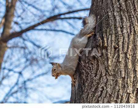 Squirrel sitting upside down on a tree trunk. The squirrel hangs upside down on a tree against colorful blurred background. Close-up. 112043918