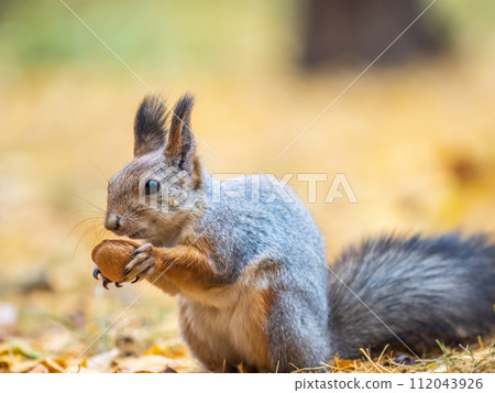 Autumn squirrel with nut sits on green grass with fallen yellow leaves 112043926