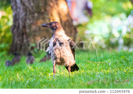 Hooded crow, corvus cornix, standing on the lawn in the spring or summer Hooded crow, corvus cornix, standing on the lawn in the spring or summer 112043976