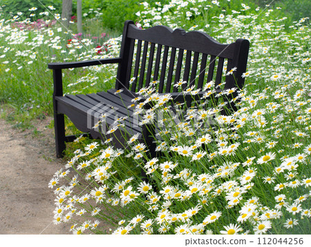 Park bench and marguerite flowers, natural gardening background 112044256