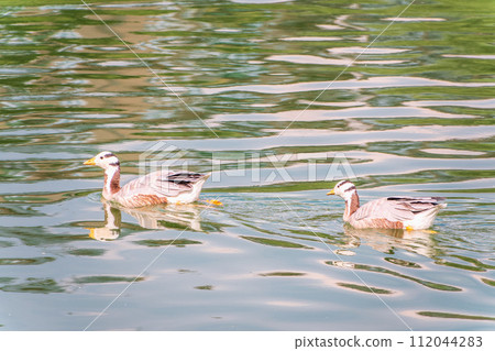 Two Bar headed gooses swimming in a lake. 112044283